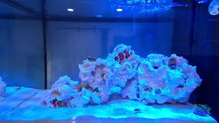 LIVE 135g Nano Reef Tank [upl. by Iadahs]