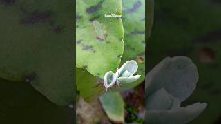 vegetative propagationyoutube viralplants beautiful shortvideo youtubeshorts [upl. by Narol]