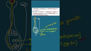 Endosperm in Flowering Plant biology neet [upl. by Dnalyram543]