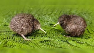 kiwi birds [upl. by Slein]