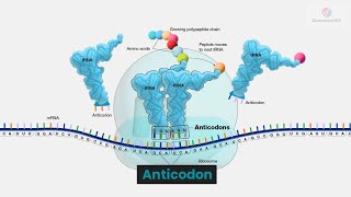 Anticodon [upl. by Petuu880]