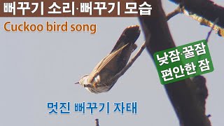 뻐꾸기소리 뻐꾸기 새소리 모습 울음소리 잠잘오는 소리 수면 도움되는 잠오는 새소리 종류 cuckoo song [upl. by Evoy587]