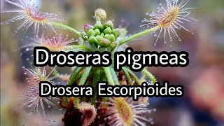 Droseras pigmeas  Drosera Scorpioides  Plantas carnivoras [upl. by Alikam]