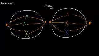 Understanding Ploidy and Meiosis at All Stages [upl. by Sapphira]