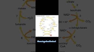 TRICARBOXYLIC ACID CYCLENursingeducationlandbiochemistrycyclesmedicalnursingpulsewaheguru [upl. by Lancelot312]