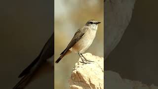 Isabelline Wheatear Oenanthe isabellina😍🖤 [upl. by Zednanref453]