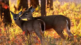 Joseph H Williams Tallgrass Prairie Preserve [upl. by Encratia]