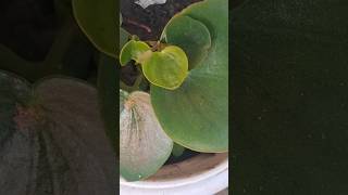 Papilloma viralvideo viralshort viralvideo unemployedamaturehomegardener [upl. by Duarte958]