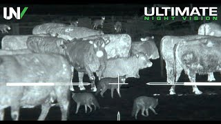 Thermal Predator Hunting  45 Coyotes Down with the IR Hunter MKIII [upl. by Philippa389]