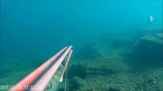 Spearfishing Cliffton Gardens  Mosman  Sydney Luderick amp Bream  Ep3 [upl. by Aznarepse204]