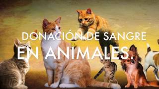 Donación de sangre en perros y gatos [upl. by Enyamert]