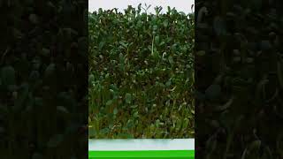 Sprouting Alfalfa  1375 Days in 17 seconds  Time Lapse and Close Up [upl. by Anisor83]