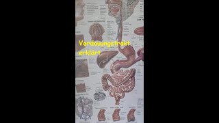 Verdauungsorgane  Wo sind unsere Organe im Körper Anatomie des und Physiologie des Menschen [upl. by Mano831]