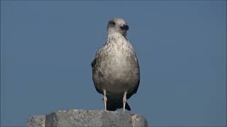 Galeb  Laridae Vigors 1825 [upl. by Stag]