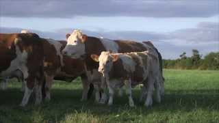 Irish Simmental The Complete Beef Breed [upl. by Jamaal722]