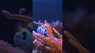 Nano Anemonen Aquarium aquarium meerwasseraquaristik nemo fish korallen nanoaquarium anemone [upl. by Joyann]