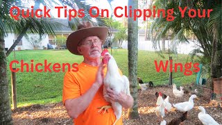 How to Clip Your Chickens Wings Safely [upl. by Margalo67]