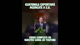 AGUACATE de GUATEMALA llega a ESTADOS UNIDOS [upl. by Horatius]