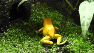 Golden Poison Frog Phyllobates terribilis  Terrarium and Eating [upl. by Llacam]