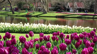 Beautiful Keukenhof in second opening of year 2021  Most of the flowers in full bloom [upl. by Blunt]