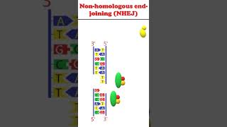 Non homologous end joining animation dnadamagerepair [upl. by Annodas604]