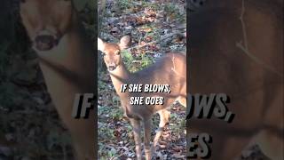 If she blows she goes mobilehunter saddlehunting ifsheblows deerhunter [upl. by Arriet]