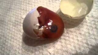 DIS dead in shell baby parrotlet [upl. by Aihtak]