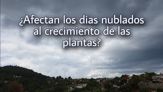 ¿Afectan los días nublados al proceso de la fotosíntesis  Plantas carnívoras [upl. by Ennaoj]