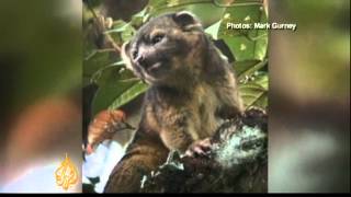 Meet the olinguito the worlds newest mammal [upl. by Atekihs892]