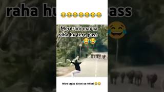 Mere sapno ki rani aa rhi hai 😂😂 funny youtubeshorts comedy animals [upl. by Porta]