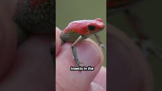 PART 3  Poison Dart Frog  Tiny Toxic  Rainforest Defense  Colorful Warningquot Amazon Frog [upl. by Marozas]