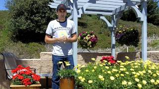 Gardening with Voltage Yellow Osteospermum [upl. by Nesta]