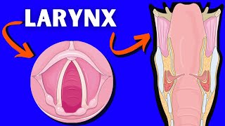 Anatomie du larynx [upl. by Farlie]