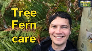 Tree Fern Spring Care for maximum growth [upl. by Dart]