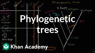 Understanding and building phylogenetic trees  High school biology  Khan Academy [upl. by Marbut]