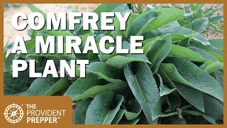 How to Propagate Grow and Use Comfrey [upl. by Salahi928]