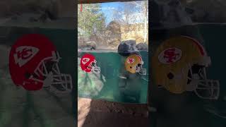 Chiefs vs 49ers These animals predict Super Bowl outcome Shorts [upl. by Neo]