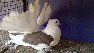 American fantail Lucky Kabootar H all type Fantail Lucky Pigeons [upl. by Nohsal]