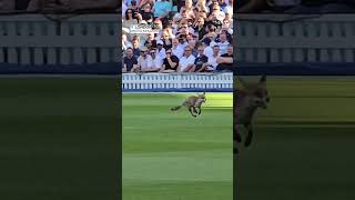 The quick brown fox jumps onto the cricket pitch interrupting match in London [upl. by Mccarty]