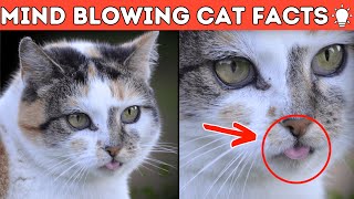 10 Mind Blowing Cat Facts That Reveal Your Cat’s True Feelings [upl. by Carlene]