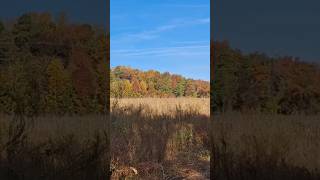 Fall Foliage 🍁 from the Wilderness of Delaware USA late Oct 2024 delawareusa [upl. by Lissak]