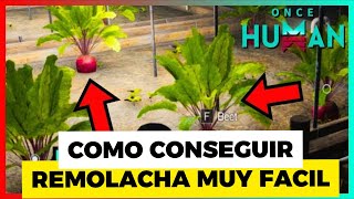 COMO CONSEGUIR REMOLACHA BEET HOW TO GEET BEET ONCE HUMAN SPOTS [upl. by Manuela]