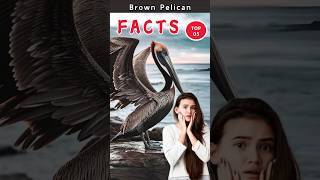 🦅 Discover 5 amazing facts about the brown pelican shorts facts pelicans [upl. by Jarrod]