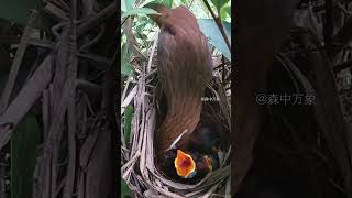 The chicks rely on luck to get a bite to eat｜雏鸟吃口饭纯靠缘分 birds wildlife birdsounds [upl. by Eanyl595]