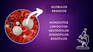 Glóbulos Brancos  monócitos linfócitos neutrófilos eosinófilos e basófilos [upl. by Acissj]