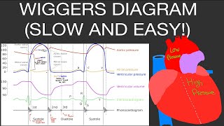 Physiology Wiggers Diagram Easiest Method to Understand It Cardiac Output Physiology [upl. by Gnoh]