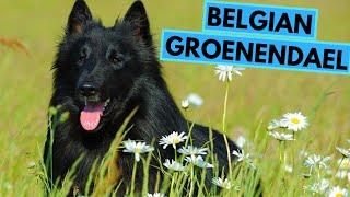 Belgian Groenendael  TOP 10 Interesting Facts  Belgian Sheepdog [upl. by Eiramlatsyrk]