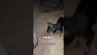 Cucciolo Trovato in una Busta e Buttato nel Cestino cane triste animali [upl. by Aleafar912]