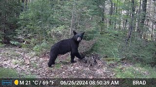 WISCONSIN BLACK BEARS  Life in the Northwoods  2024 [upl. by Ainslie]