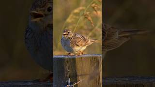 SkyLark Bird Singing WincentqJGYl bird nature wildlife [upl. by Weitzman]